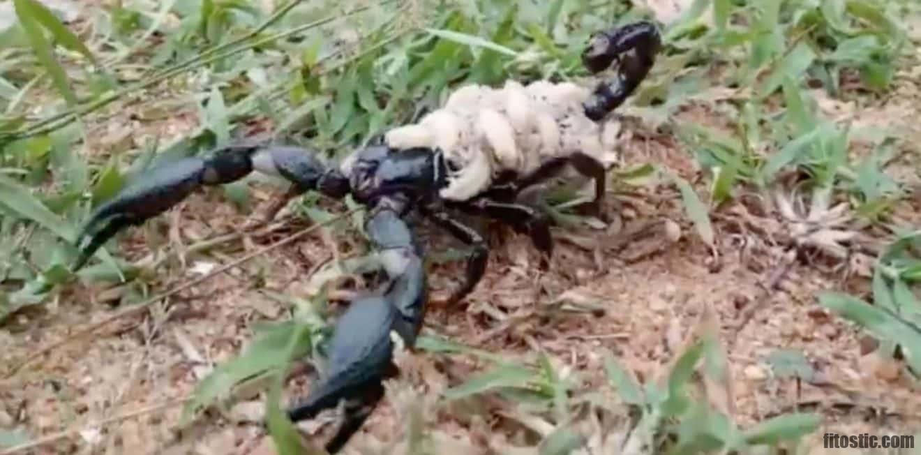 Comment un homme Scorpion vous quitte ?