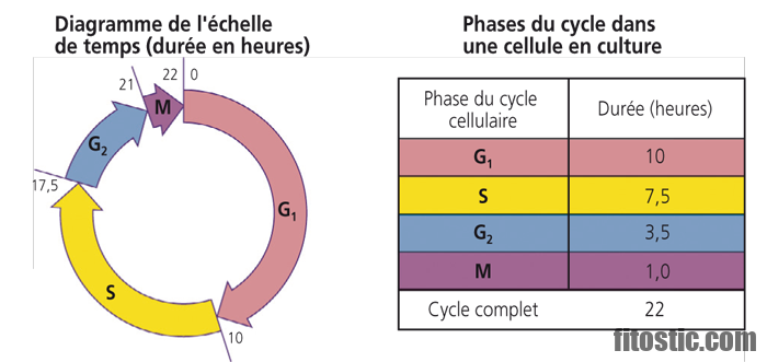 Comment une cellule se prépare à la mitose ?