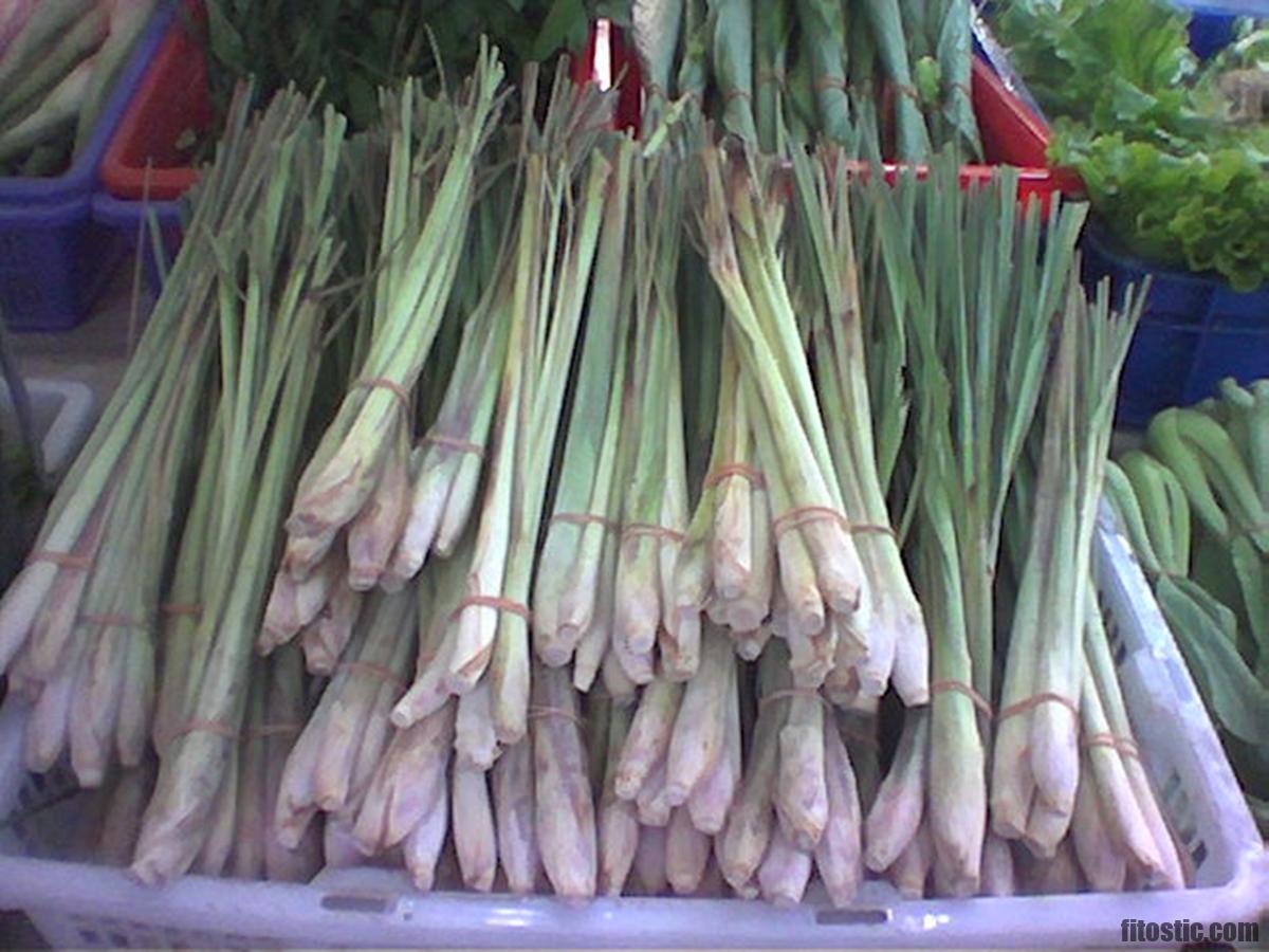 Comment utiliser Lemon Grass ?