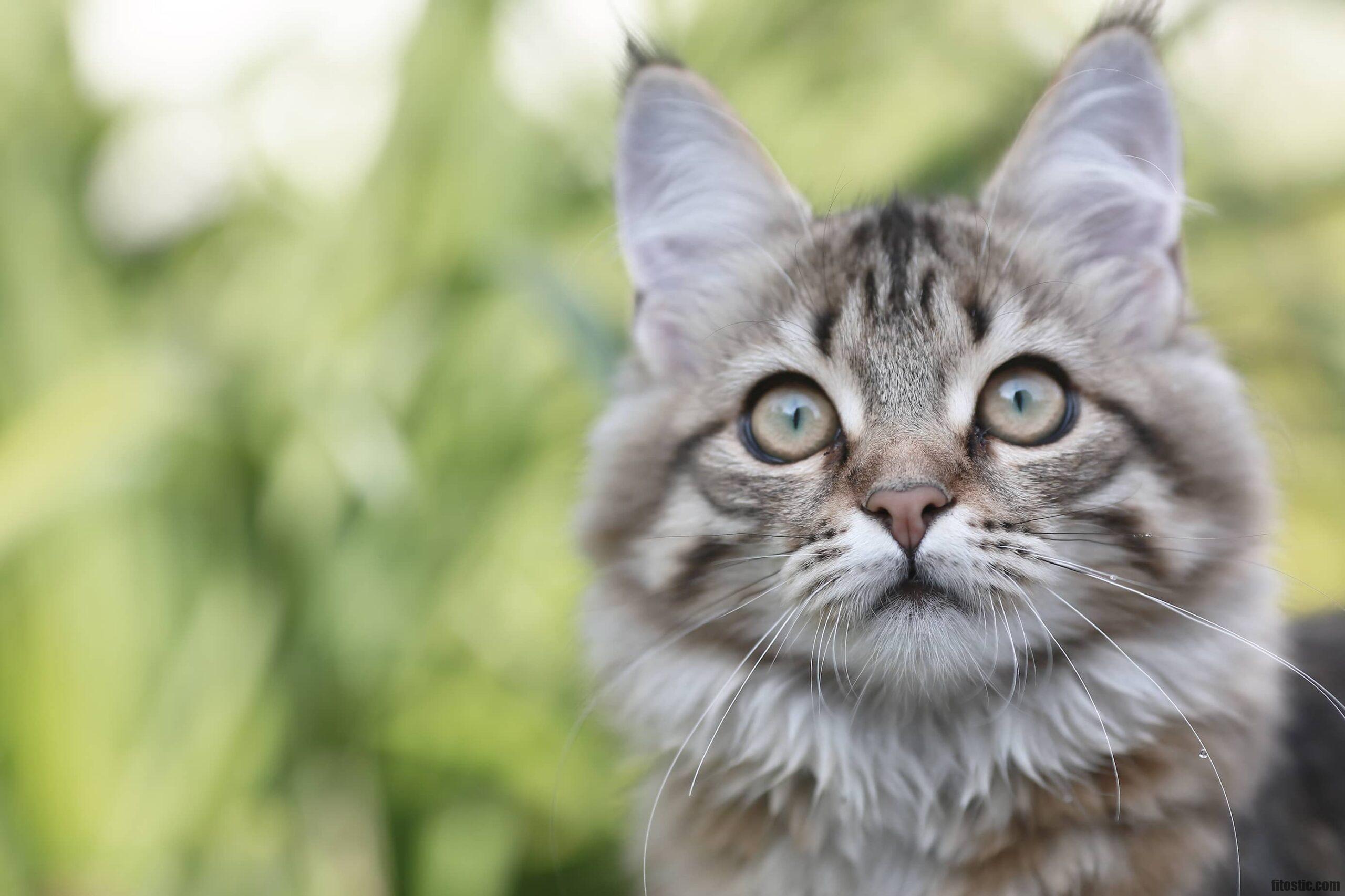 Comment utiliser herbe à chat sèche ?