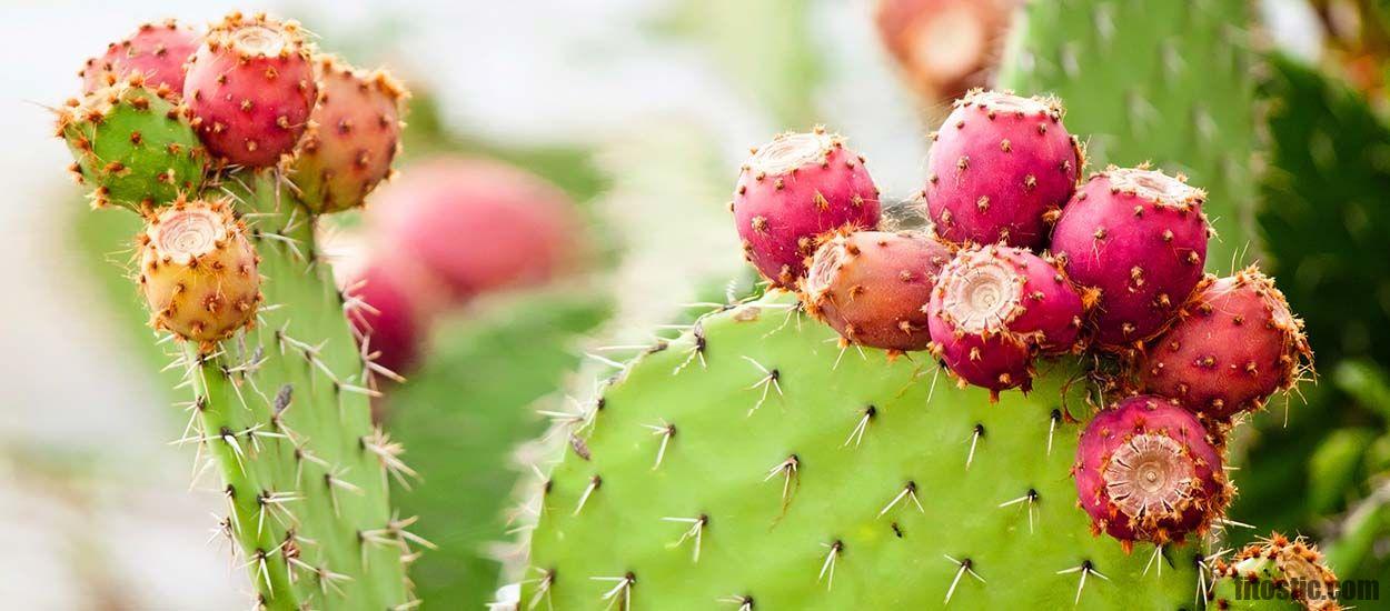 Comment utiliser les feuilles de figues ?