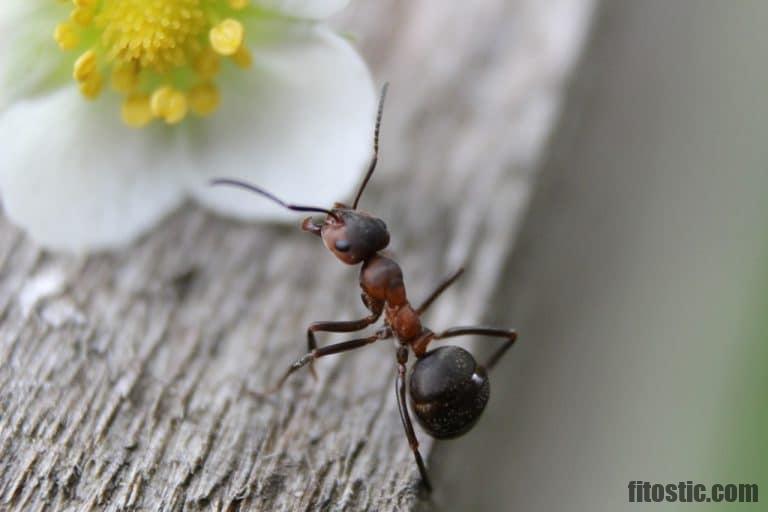 Est-ce que la terre de diatomée tue les fourmis ?