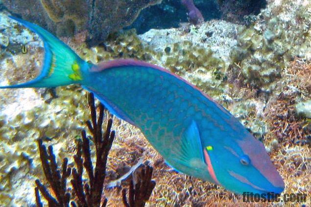 Est-ce que le poisson est végétarien ?