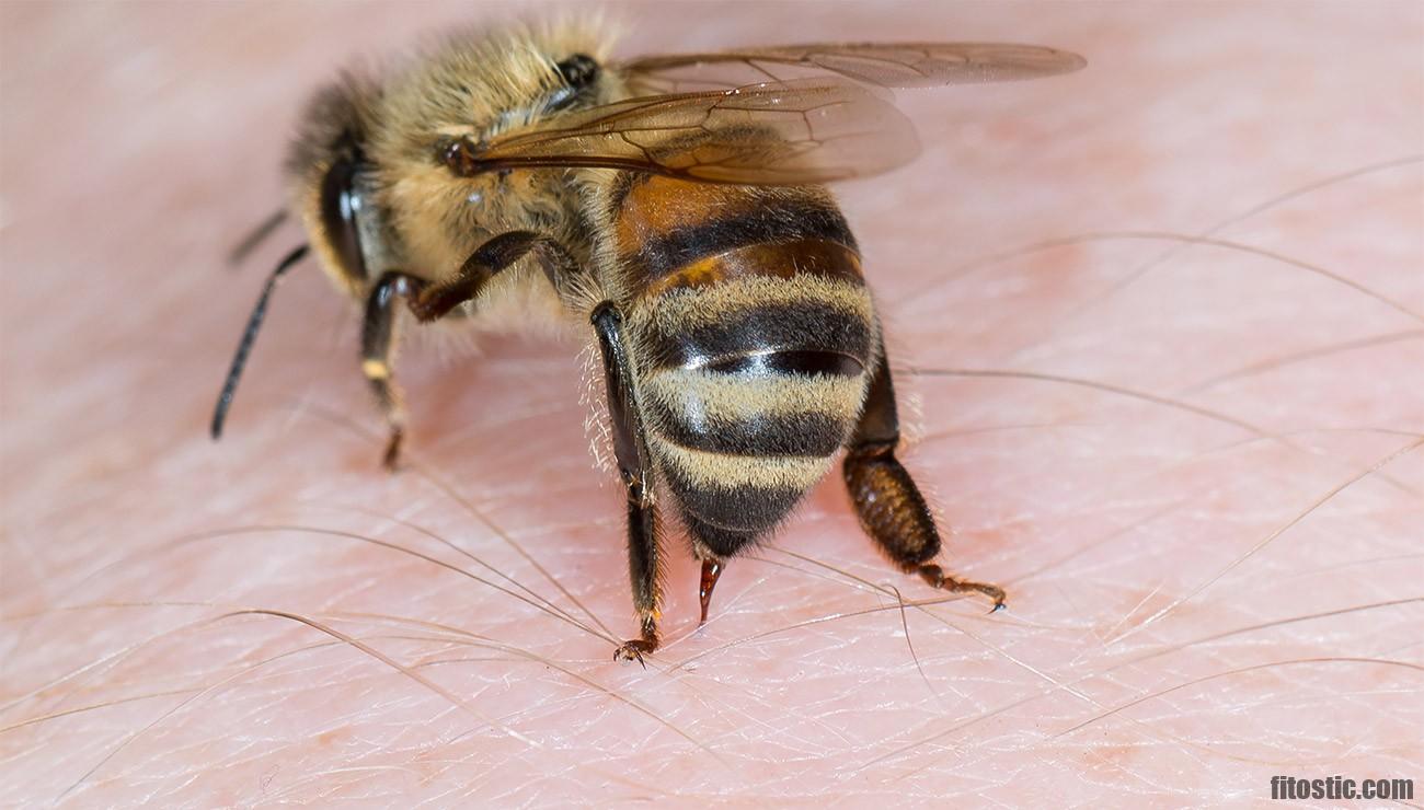 Est-ce que les abeilles ont un dard ?