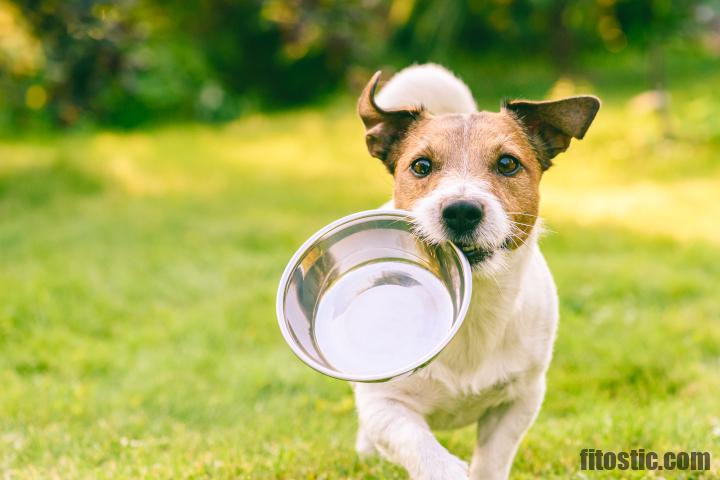 Est-ce que les chiens doivent rester coller ?