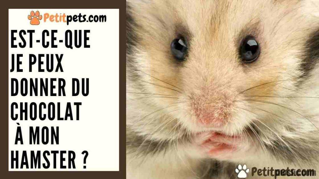 Est-ce que les hamsters mangent du maïs ?