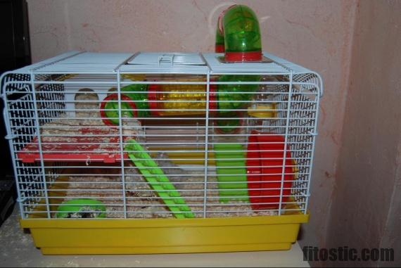 Est-ce que les hamsters mordent ?