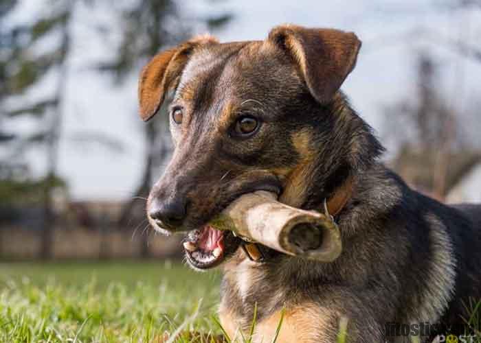 Est-ce que les os à mâcher sont bon pour les chiens ?