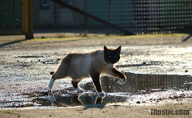 Est-ce que les rats aiment l'eau ?