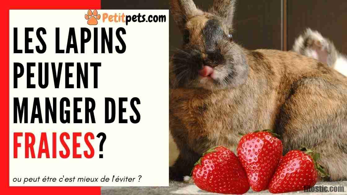 Est-ce que les rats mangent des fruits ?