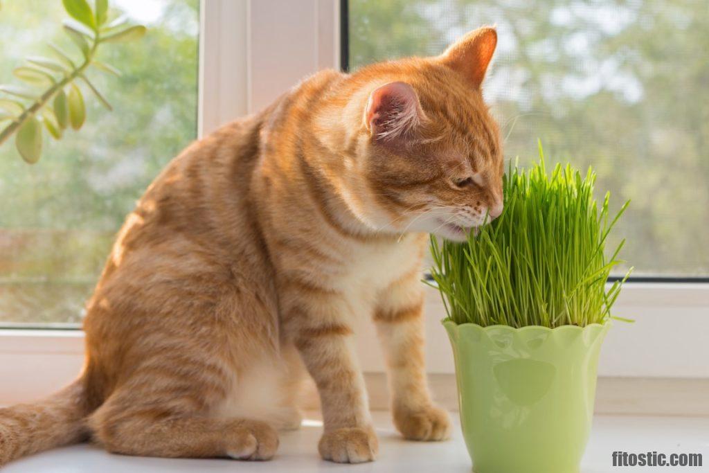 Est-ce que l'herbe à chat repousse ?