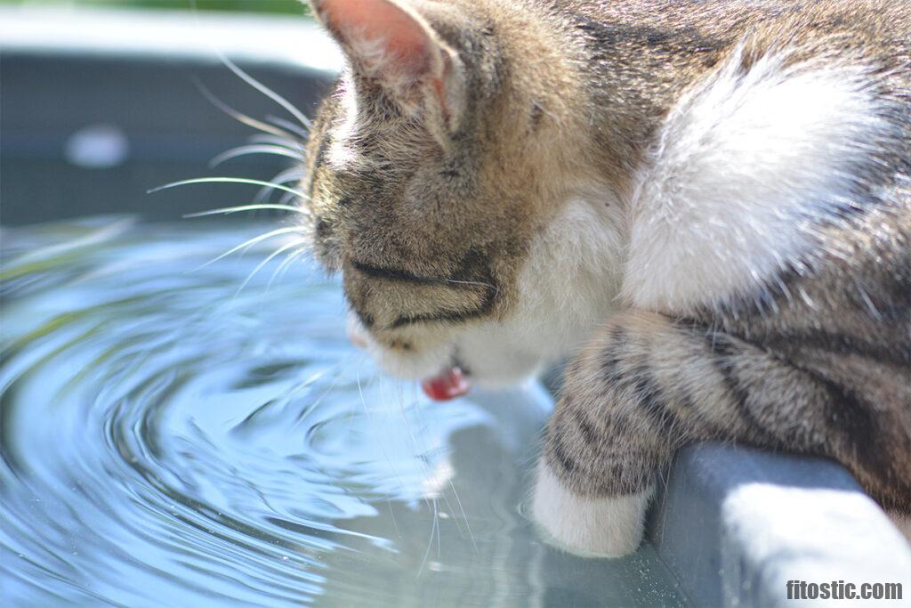 Est-ce qu'un chat stérilisé est plus calme ?