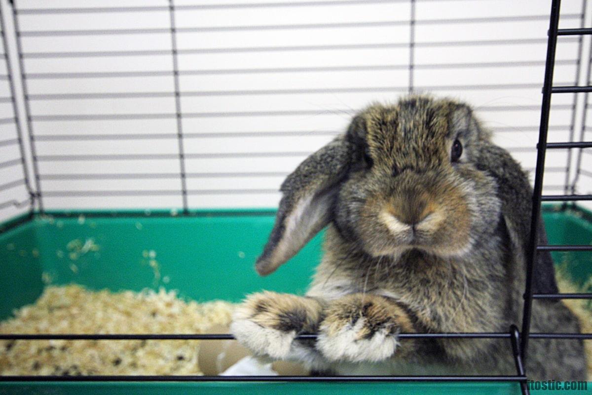 Est-ce qu'un lapin peut vivre dans un appartement ?