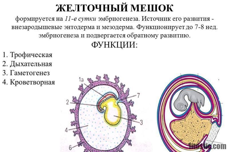 Où se place l'embryon dans le ventre ?