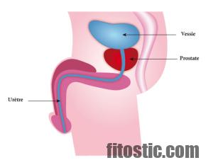 Où se situe le pubis chez l'homme ?