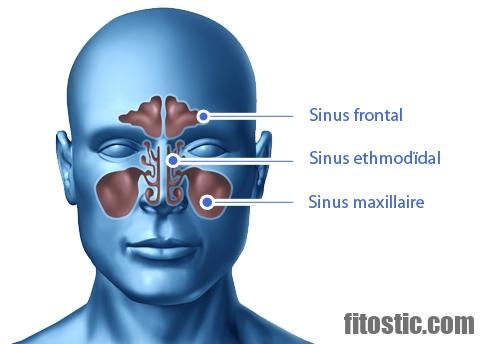 Où se situe le sinus maxillaire ?