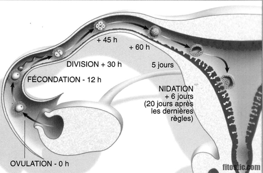 Où se situe l'embryon dans le ventre ?