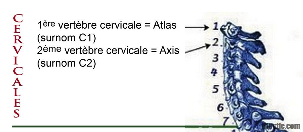 Où se situent les douleurs cervicales ?