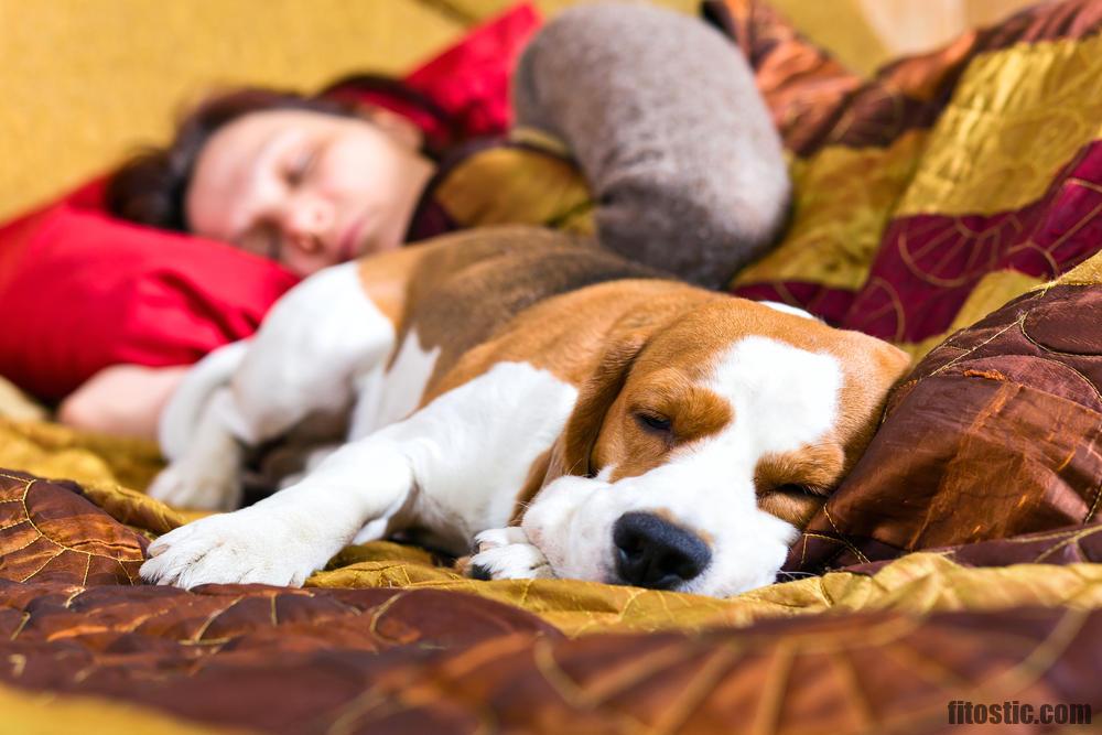 Pourquoi il ne faut pas dormir avec son chien ?