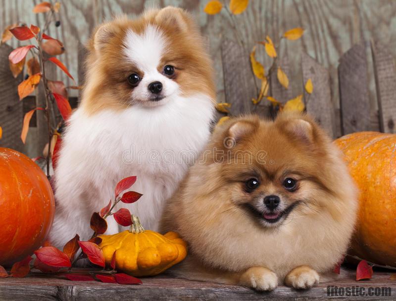 Pourquoi le Spitz nain est cher ?