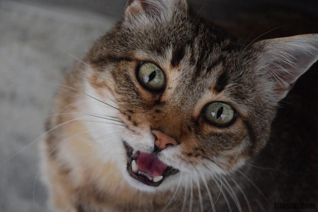 Pourquoi le chat est un carnivore ? Sport, Mode, Beauté & lifestyle Magazine