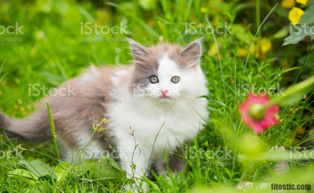 Pourquoi Le Poil De Chat Noir Devient Roux Fitostic Com Sport Mode Beaute Lifestyle Magazine Pourquoi Le Poil De Chat Noir Devient Roux Fitostic Com Sport Mode Beaute Lifestyle Magazine