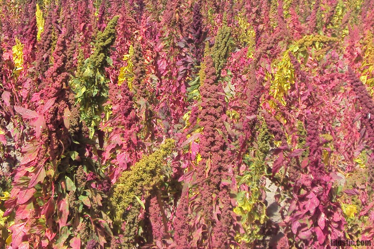 Pourquoi le quinoa fait maigrir ?