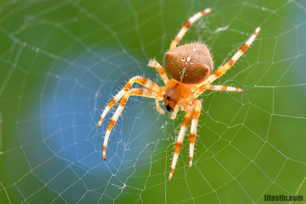 Pourquoi les araignées nous mordent la nuit ?