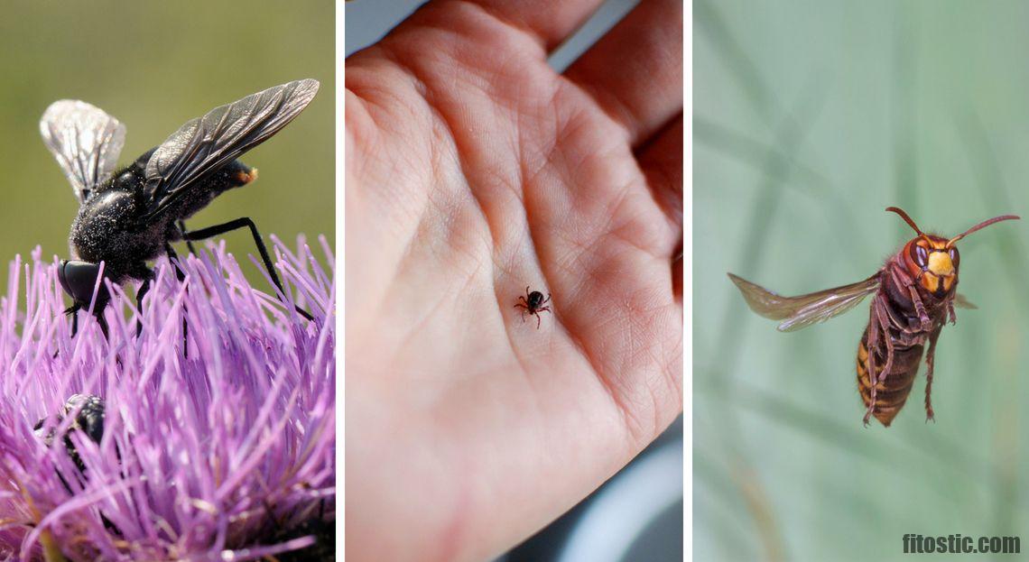 Pourquoi les taons piquent ?