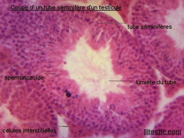 Pourquoi les testicule se contracte ?