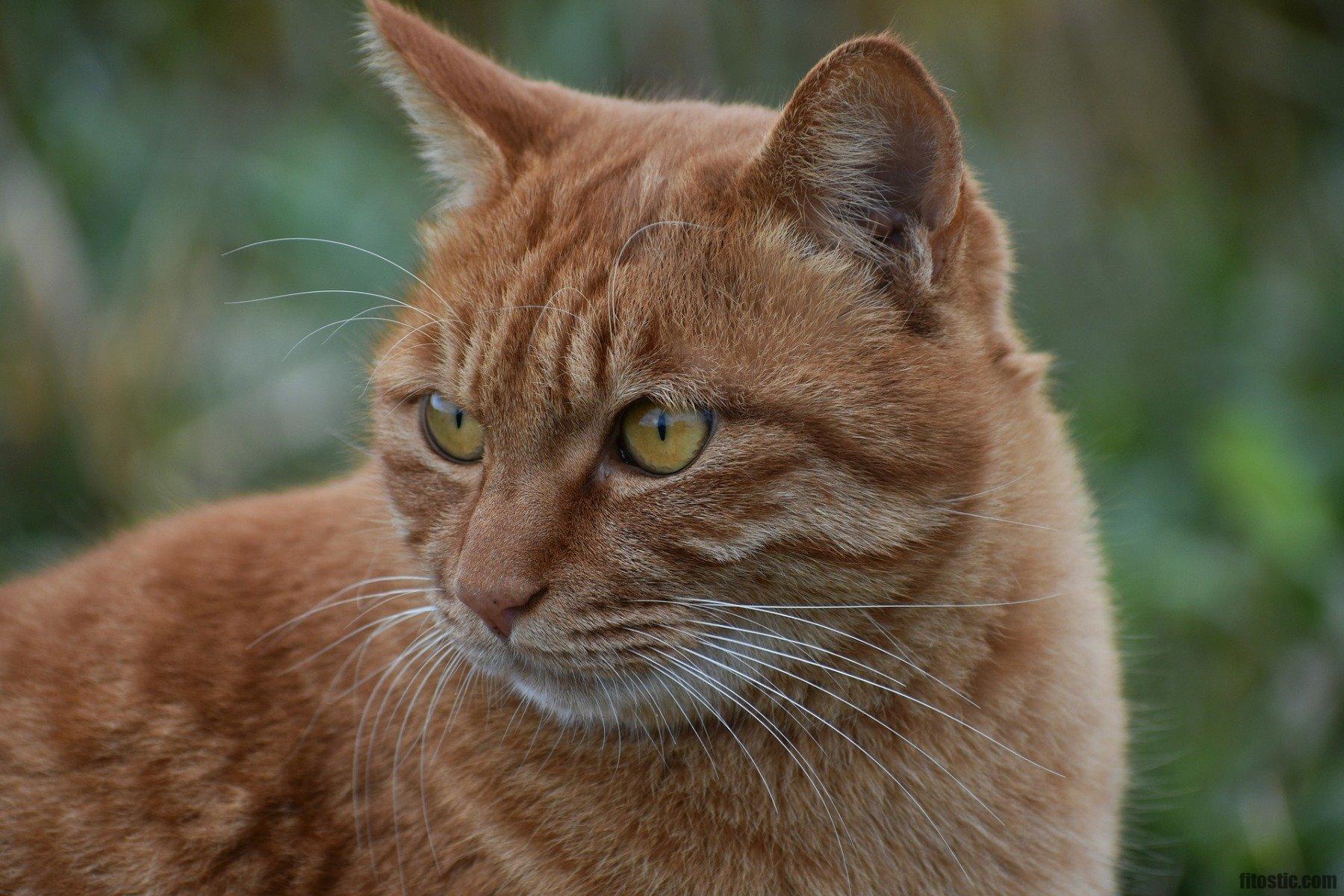 Pourquoi mon chat a un œil fermé ?