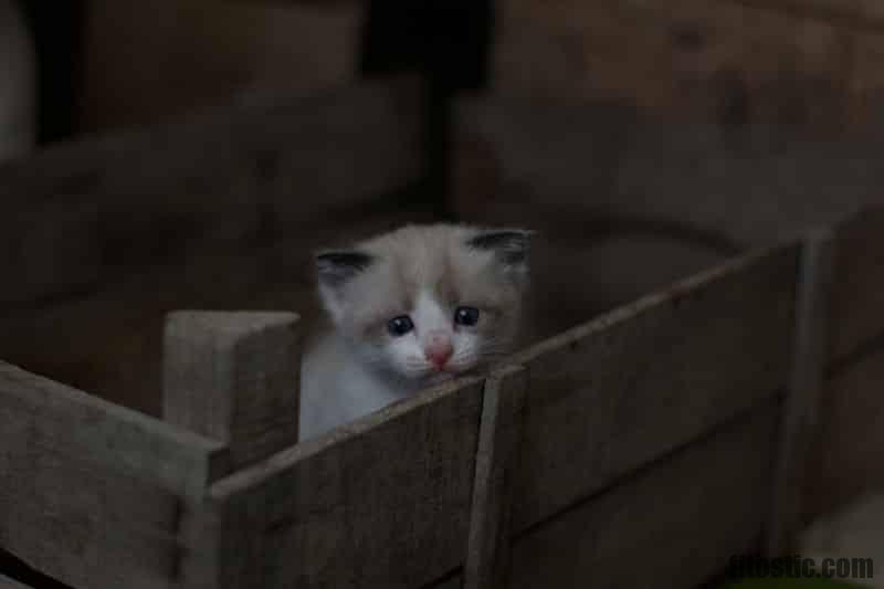 Pourquoi Mon Chat A Un œil Qui Pleure Fitostic Com Sport Mode Beaute Lifestyle Magazine Pourquoi Mon Chat A Un œil Qui Pleure Fitostic Com Sport Mode Beaute Lifestyle Magazine