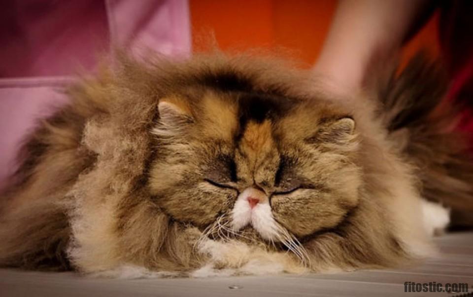 Tendances Inspirations Kyste Sebace Chat De La Saison Fitostic Com Sport Mode Beaute Lifestyle Magazine Tendances Inspirations Kyste Sebace Chat De La Saison Fitostic Com Sport Mode Beaute Lifestyle Magazine