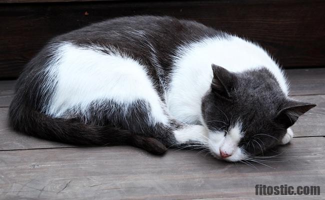 Pourquoi mon chat ne dort plus sur mon lit ?