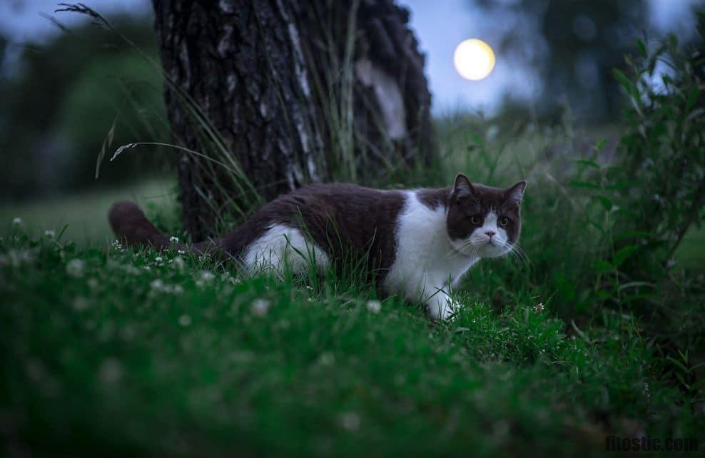 Pourquoi mon chat ne veut pas que je le prenne dans les bras ?