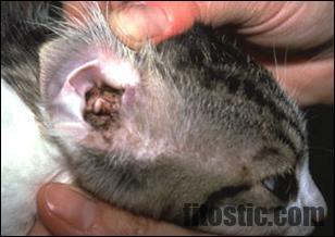 Pourquoi Mon Chat Se Gratte Le Menton Fitostic Com Sport Mode Beaute Lifestyle Magazine Pourquoi Mon Chat Se Gratte Le Menton Fitostic Com Sport Mode Beaute Lifestyle Magazine