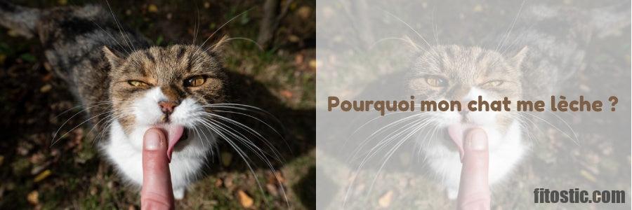 Pourquoi Mon Chat Se Mord Quand Il Se Lave Fitostic Com Sport Mode Beaute Lifestyle Magazine Pourquoi Mon Chat Se Mord Quand Il Se Lave Fitostic Com Sport Mode Beaute Lifestyle Magazine