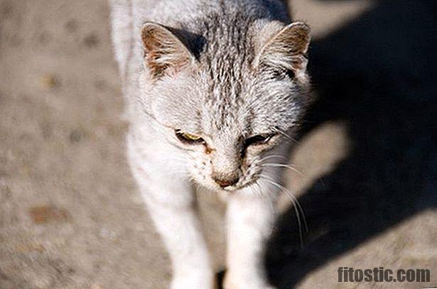 Pourquoi mon chat secrète un liquide ?