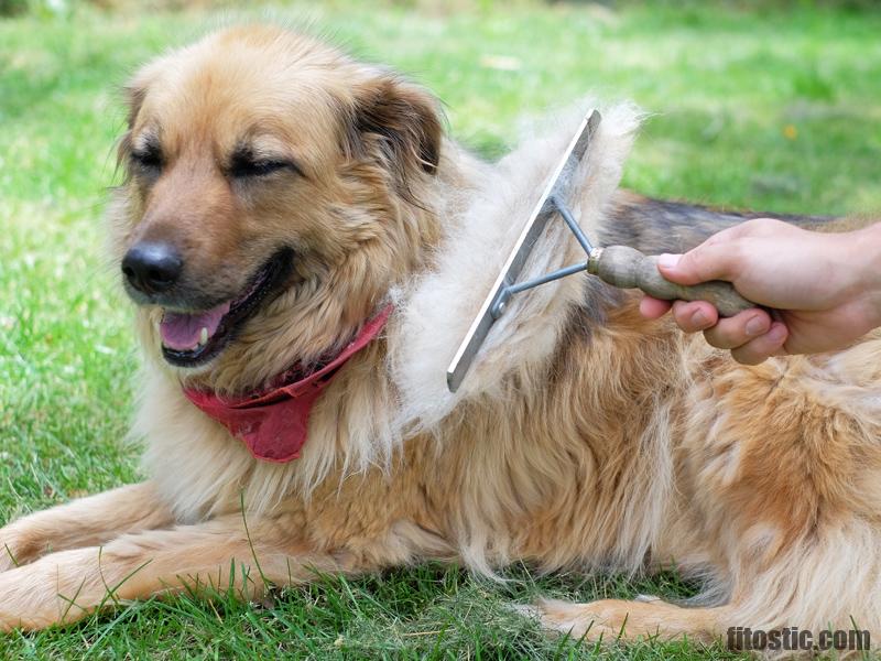 Pourquoi mon chien a des trous dans son pelage ?