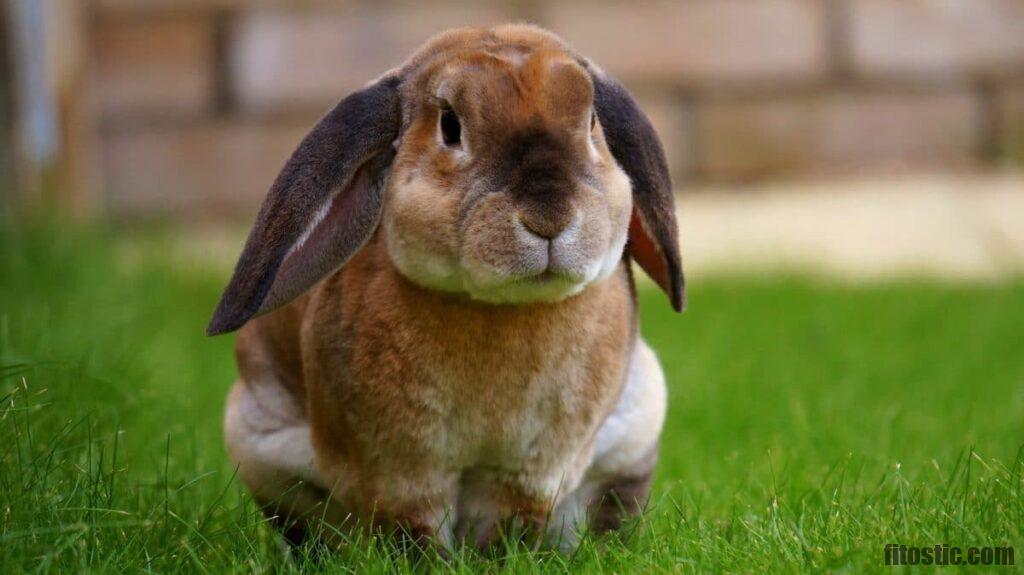 Pourquoi mon lapin fait des jets d
