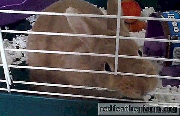 Pourquoi mon lapin ronge sa cage la nuit ?