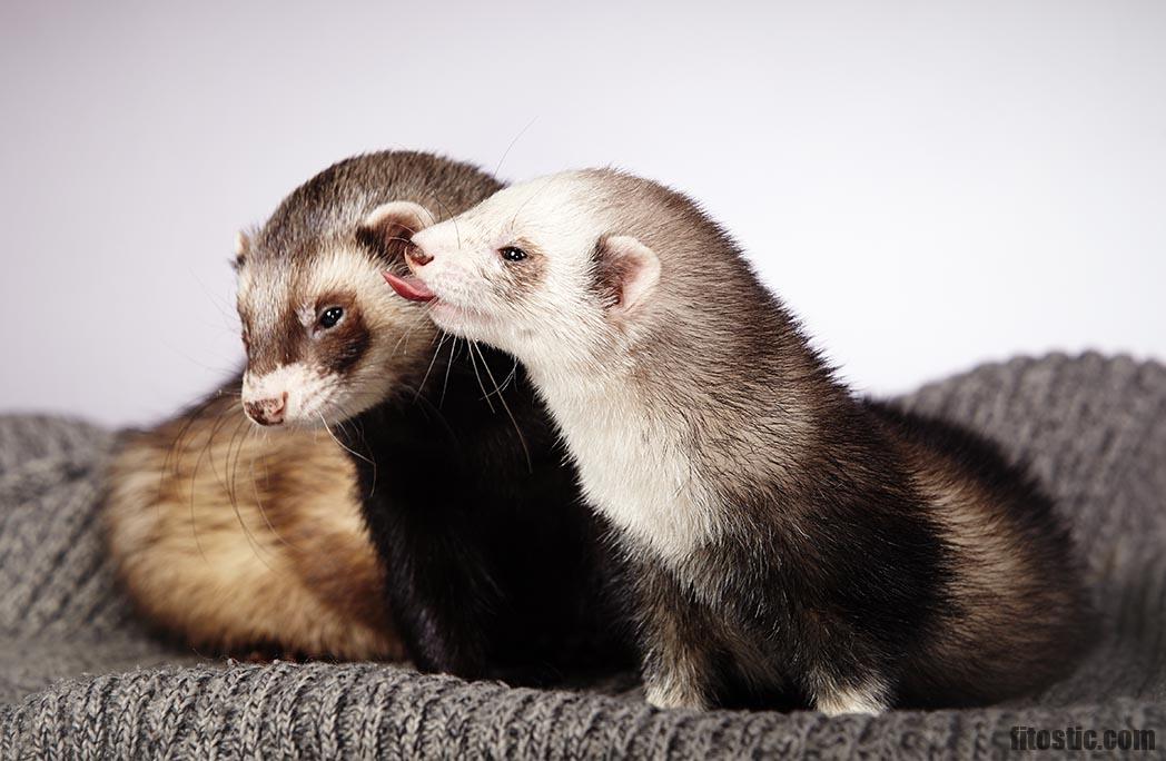 Pourquoi ne pas adopter un furet ?