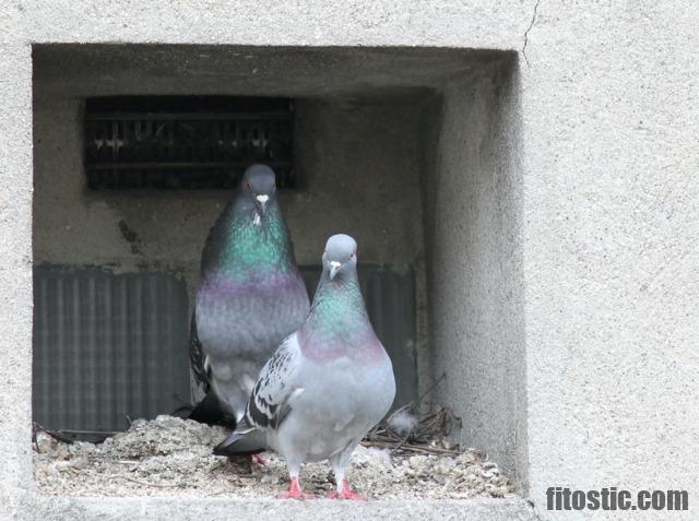 Pourquoi on a peur des pigeons ?