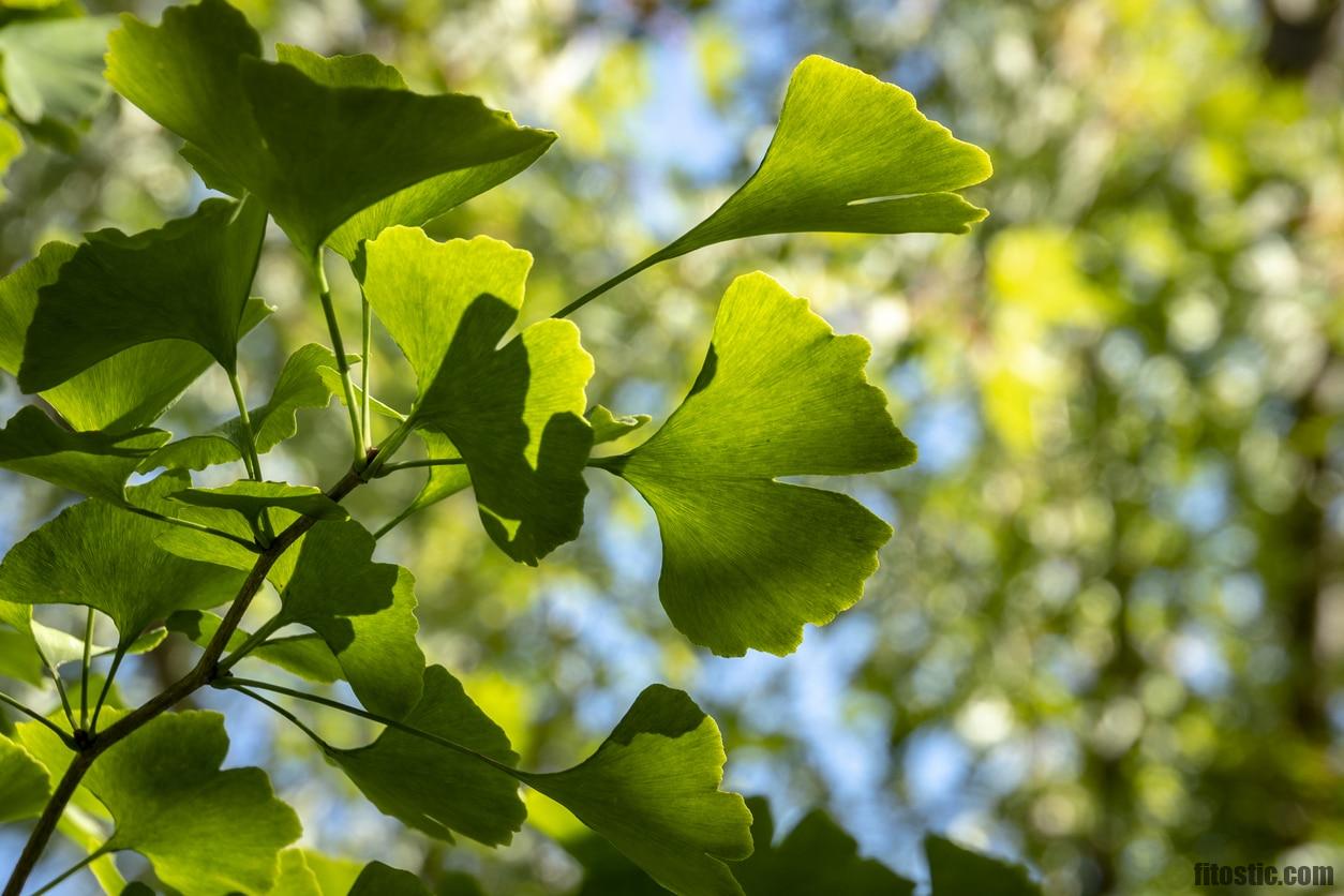 Pourquoi prendre du ginkgo biloba ?