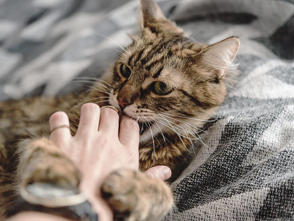 Pourquoi un chat déplace ses chatons ?