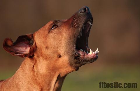 Pourquoi un chien aboie-t-il sans cesse ?