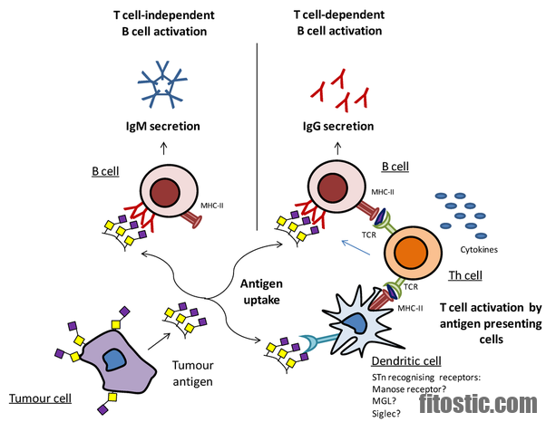 Pourquoi une baisse de lymphocytes ?