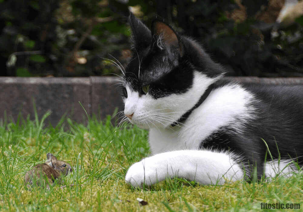 Pourquoi vacciner un chat qui vit en appartement ?