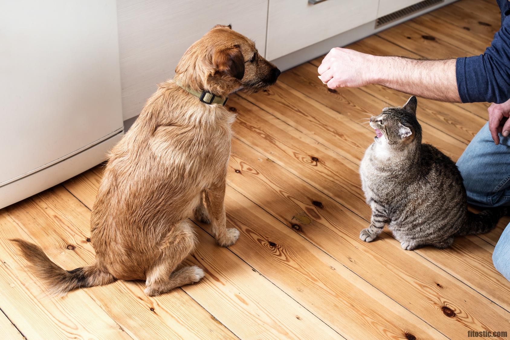 Puis-je donner du Zyrtec à mon chien ?