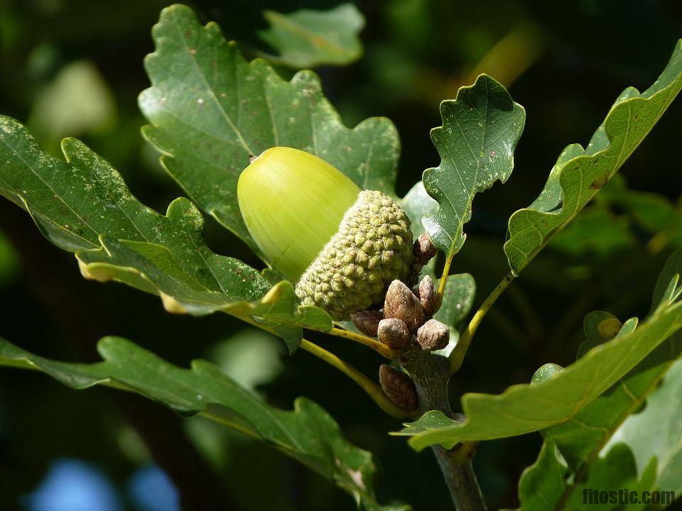 Quand apparaît le bourgeon génital ?